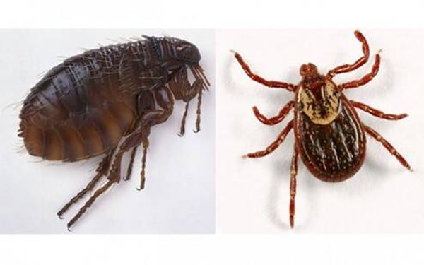 REPOUSSE INSECTES NUISIBLES REMPANTS POUR EXTERIEUR (*)