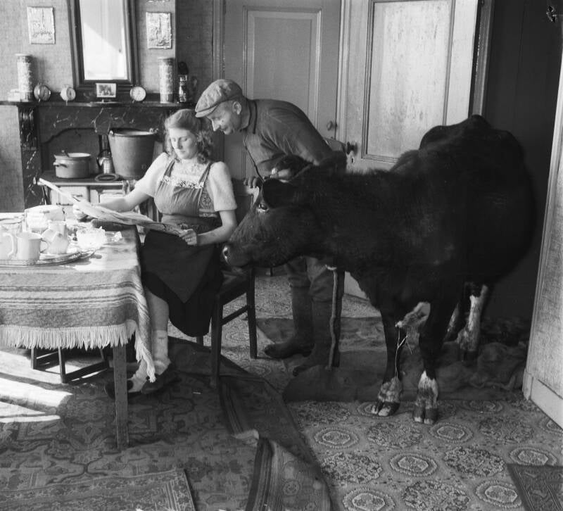 Koe in huis markante inwoners gemeente jubileumboek