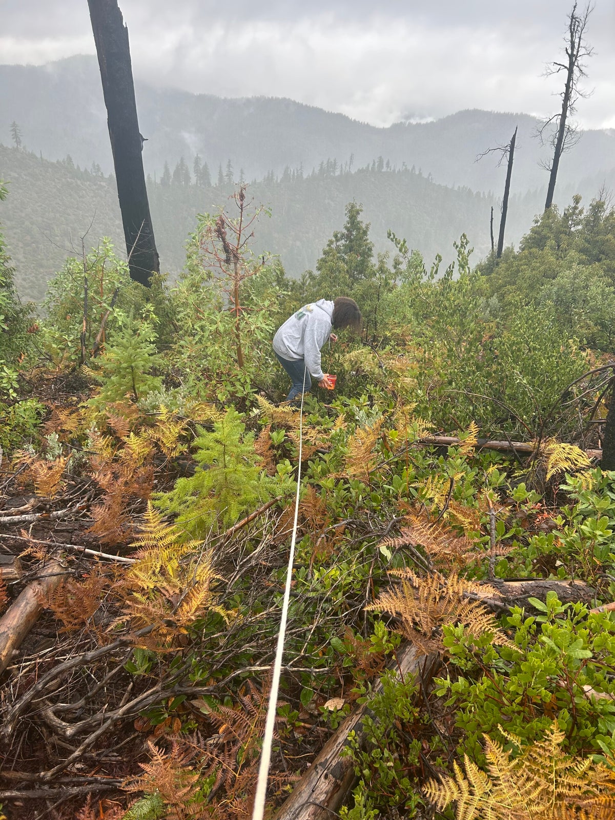 Timber Stand Managment Post-Fire | LLee e-Portfolio