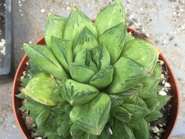Haworthia cuspidata