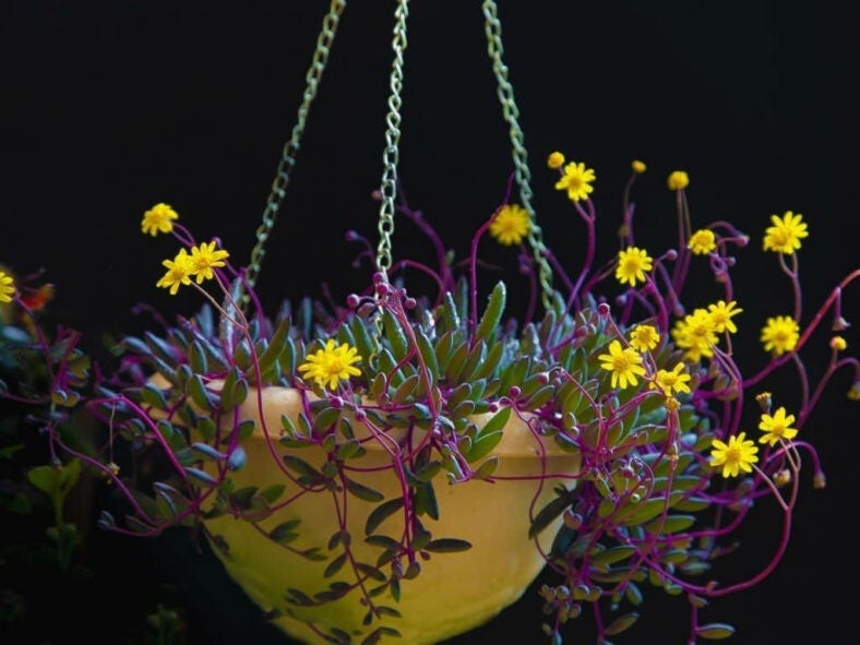 Othonna capensis 'Ruby-necklace'