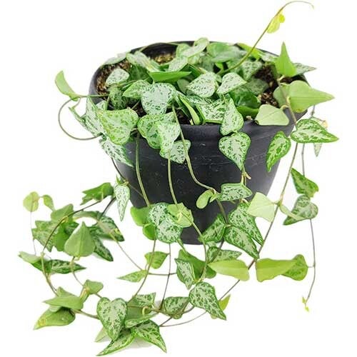 Ceropegia woodii String of Arrows