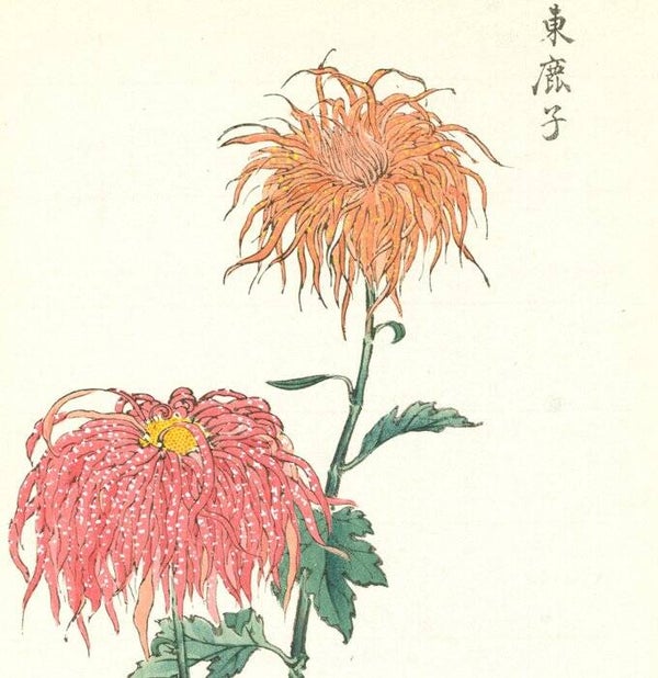 Chrysanthemum