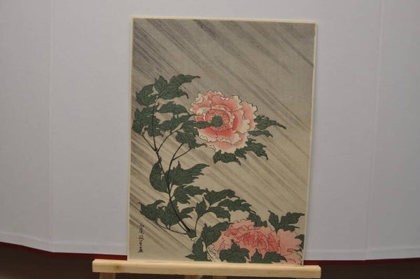 Chrysanthemum in rainstorm