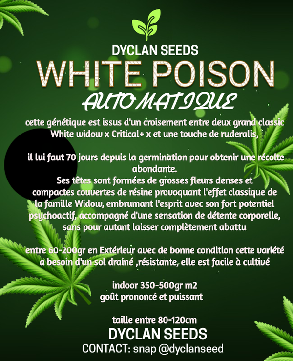 WHITE POISON AUTOMATIQUE