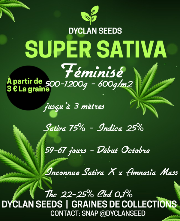 SUPER SATIVA