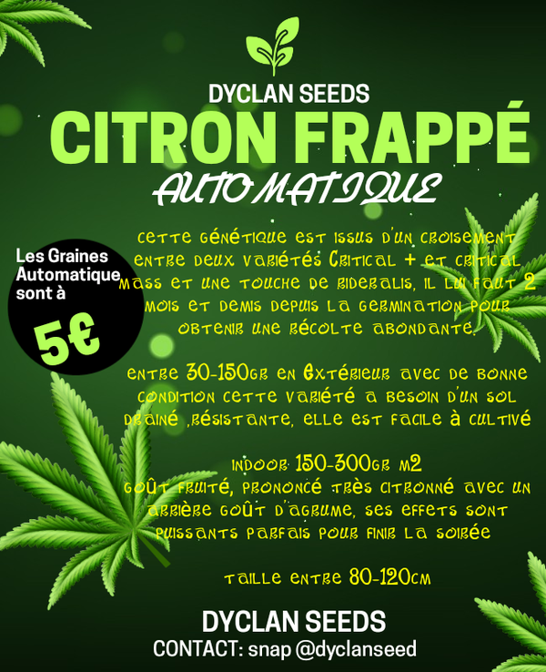 CITRON FRAPPÉ Automatique