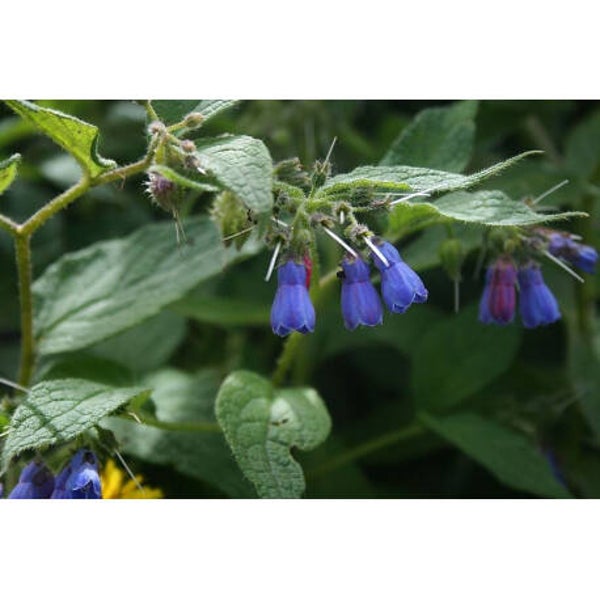 Mélange de Graines engrais vert