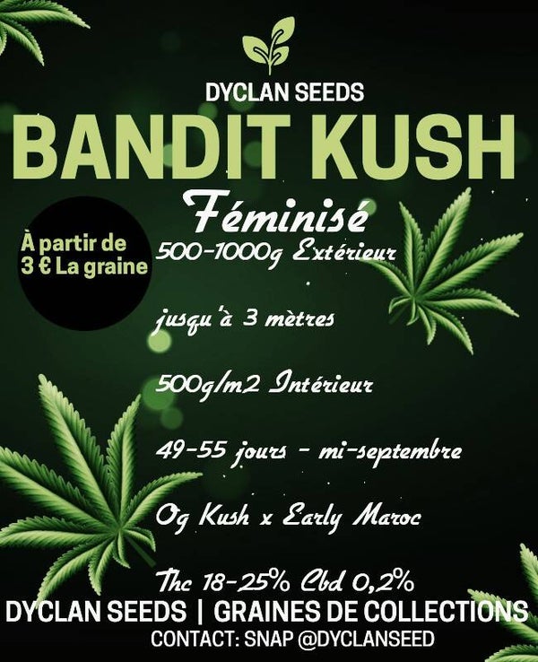 BANDIT KUSH