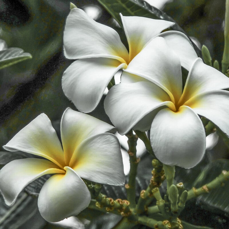 bali-35-standard.jpg