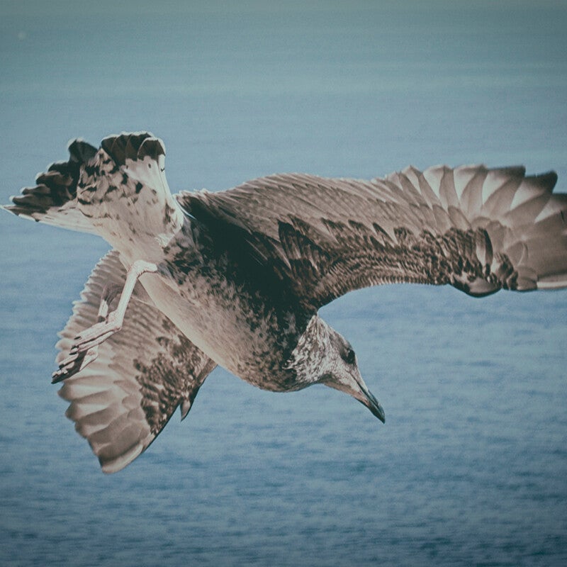 cote-d-azur-32-standard.jpg