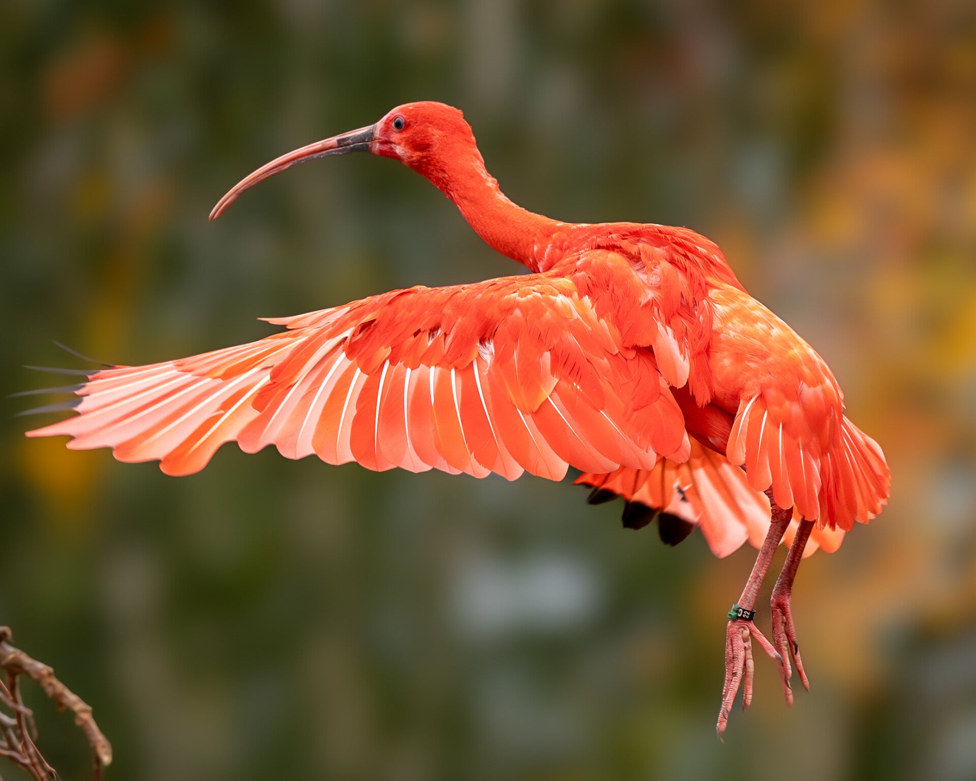 Rode Ibis Vogels M R Vogels In Beeld Coffee Bird Rode Ibis Vogels M R Vogels In Beeld Coffee Bird