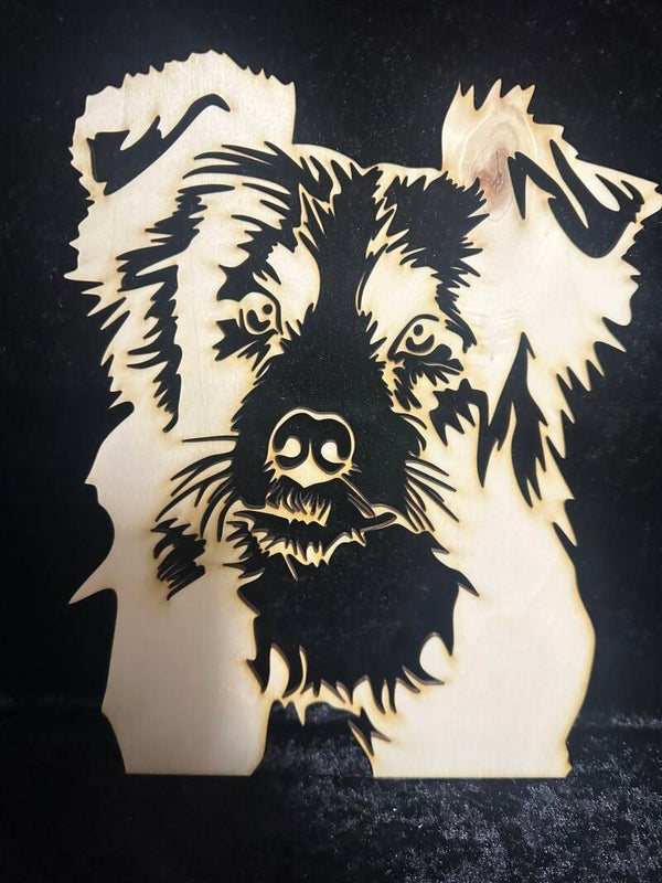 Border Collie Kopf