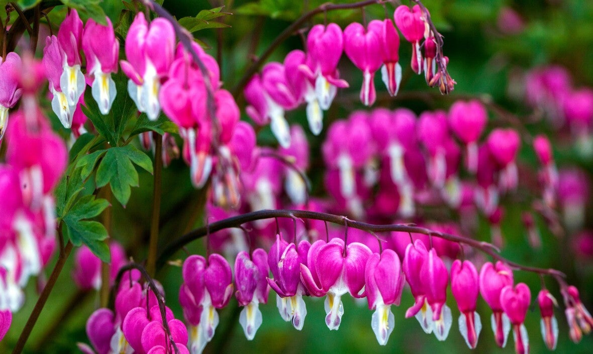 Dicentra - Bleeding Heart