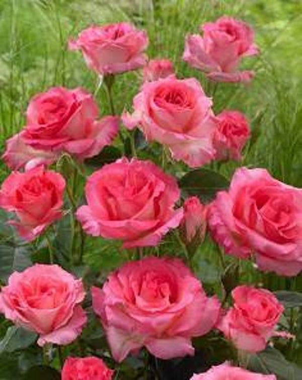 Eternal Hybrid Tea Rose