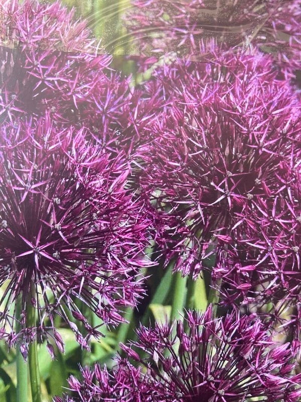 6 xAllium Purple Rain bulbs