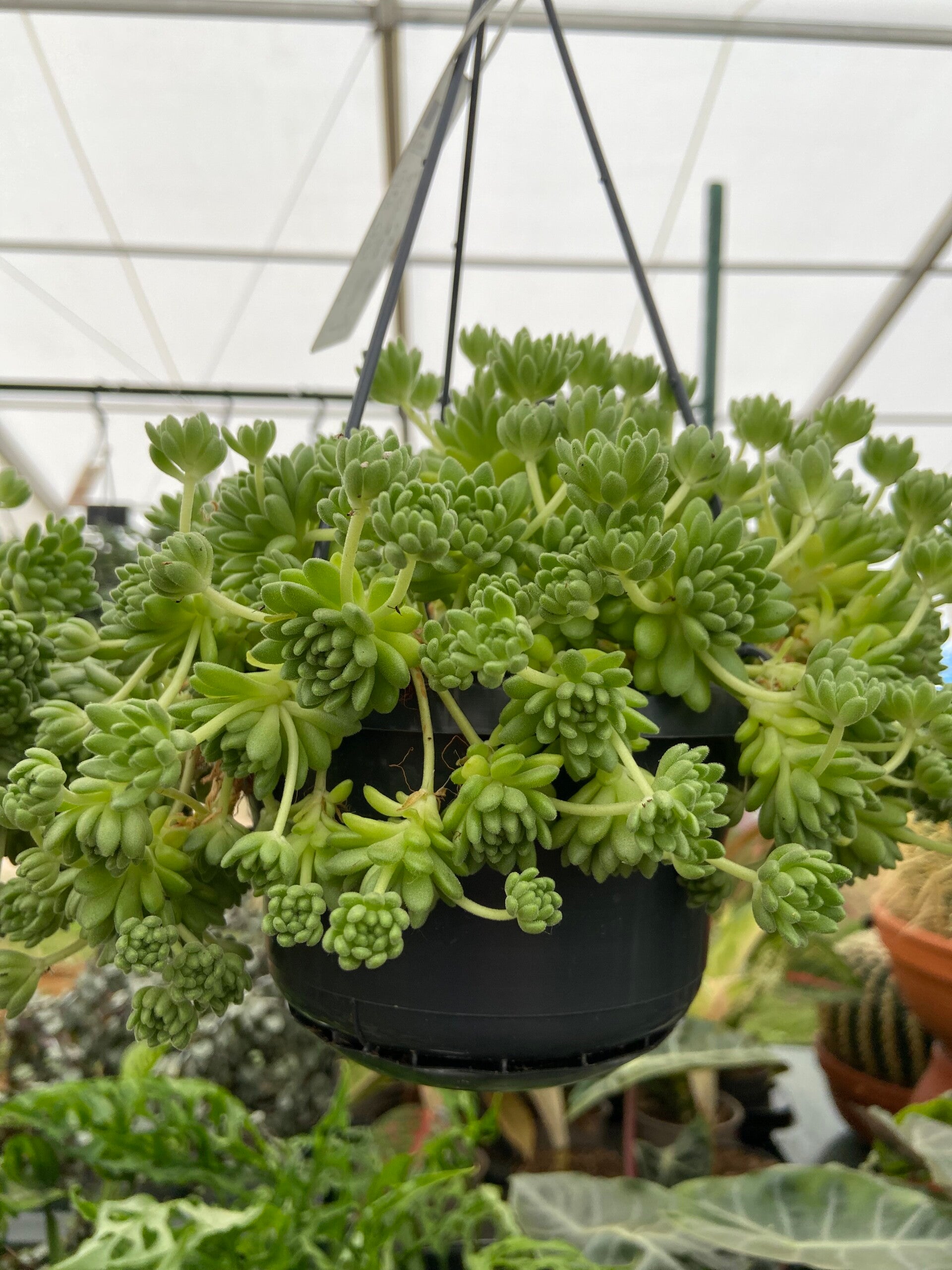 Sedum Hirsutum -Stonecrop