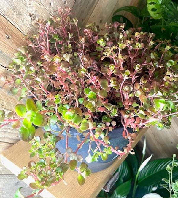 25cm bowl Sedum - In or Outdoors.