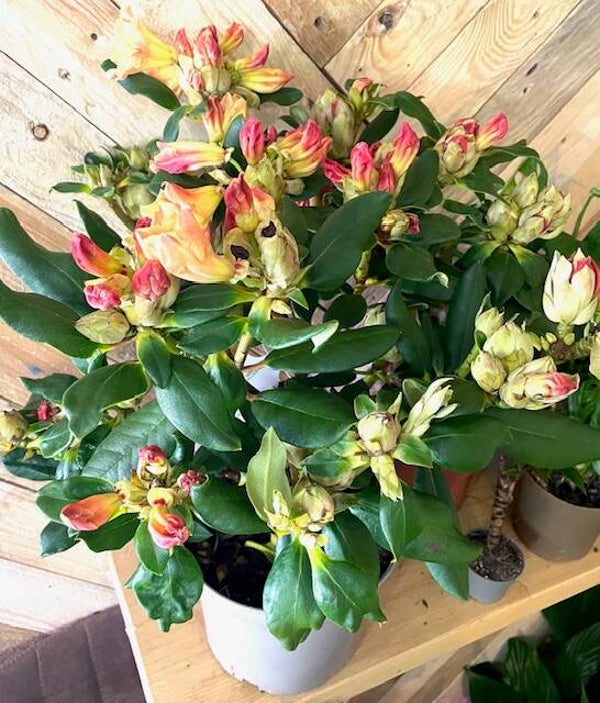 Gold Rhododendron with tinge of red