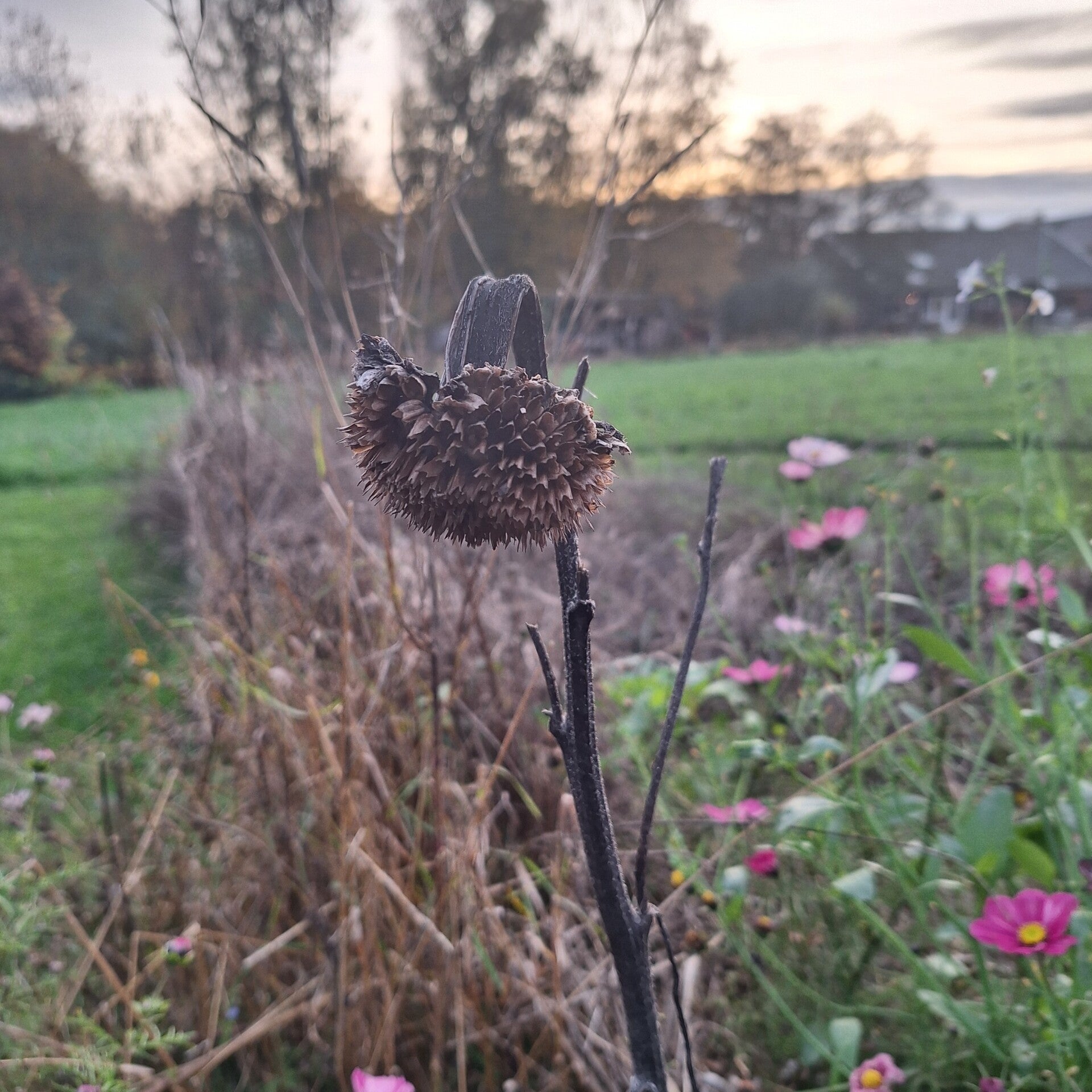 mooie bloemen bij theetuin