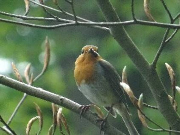 Ontmoet jouw vogel - een intuïtieve visualisatie sessie