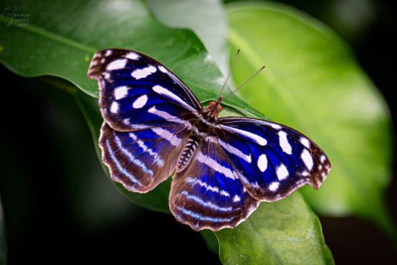 bwa02538-standard.jpg