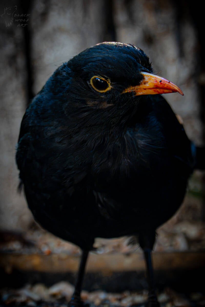 bwa03964-standard.jpg