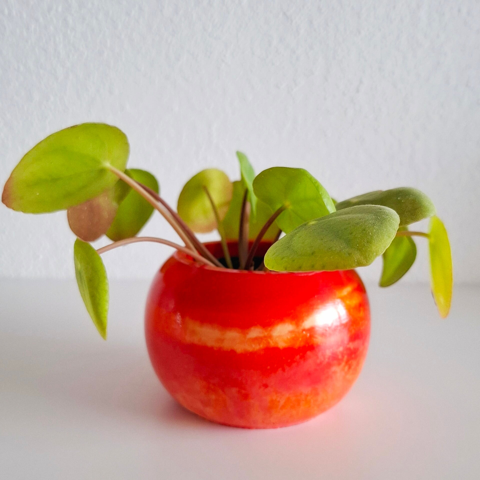 Plantpotje Rood