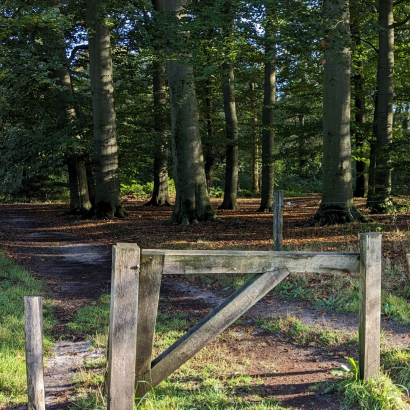Natuur helpt vrouwen in rouw met stressvermindering, ruimte voor reflectie en hernieuwde levenslust. Ontdek de kracht van de natuur in rouwverwerking.