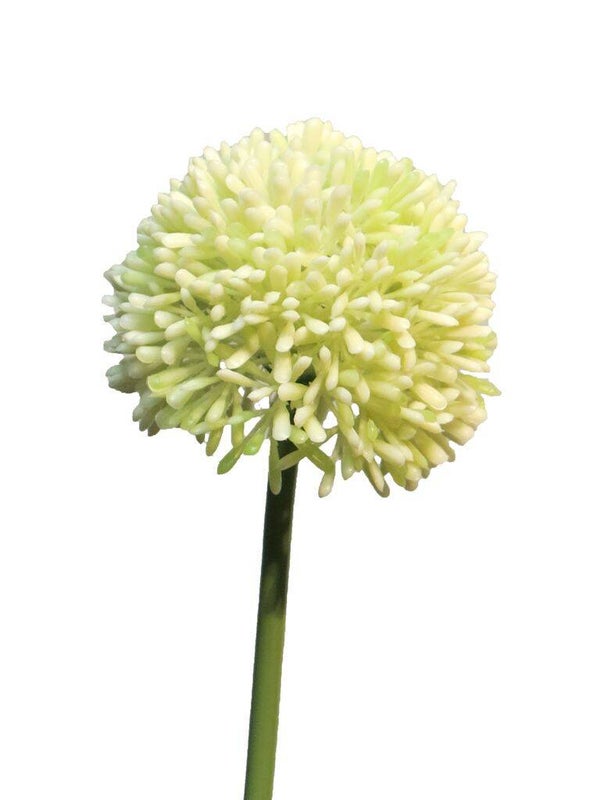 Allium Cream/Green