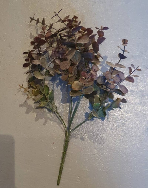 Eucalyptus takje paars