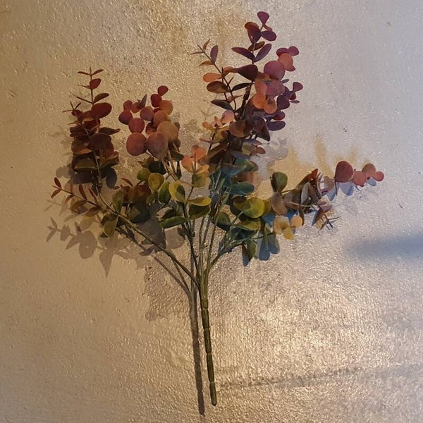 Eucalyptus takje oranje