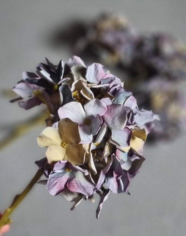 Countryfield Hortensia Blauw