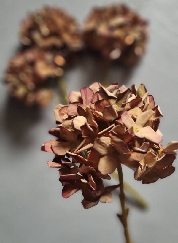 Countryfield Hortensia Bruin