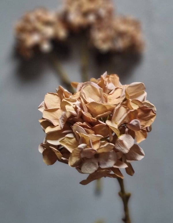 Countryfield Hortensia Beige