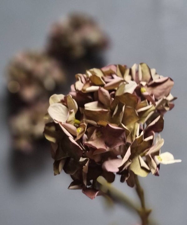 Countryfield Hortensia Paars