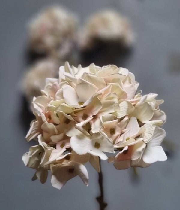 Countryfield Hortensia Wit
