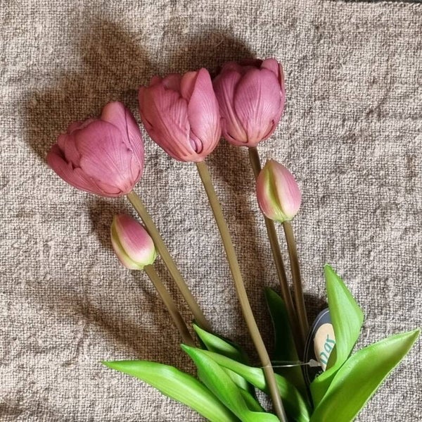 Dubbele Tulpen Aubergine