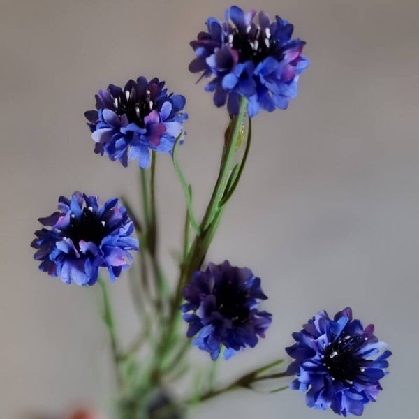 Countryfield Korenbloem Blauw