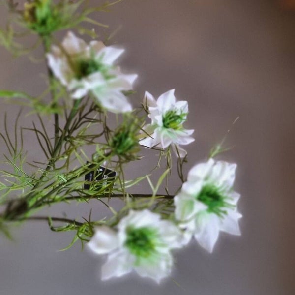 Countryfield Nigella wit