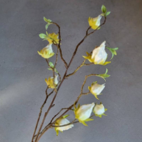 Countryfield Physalis