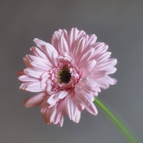 Countryfield Gerbera licht Roze