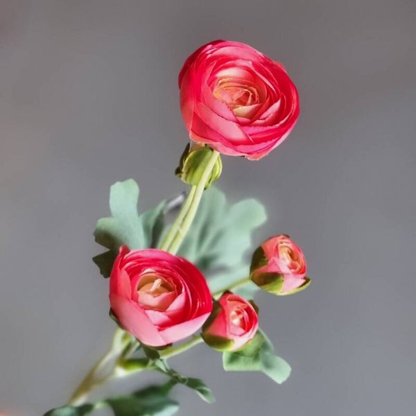 Countryfield Ranonkel donker Roze