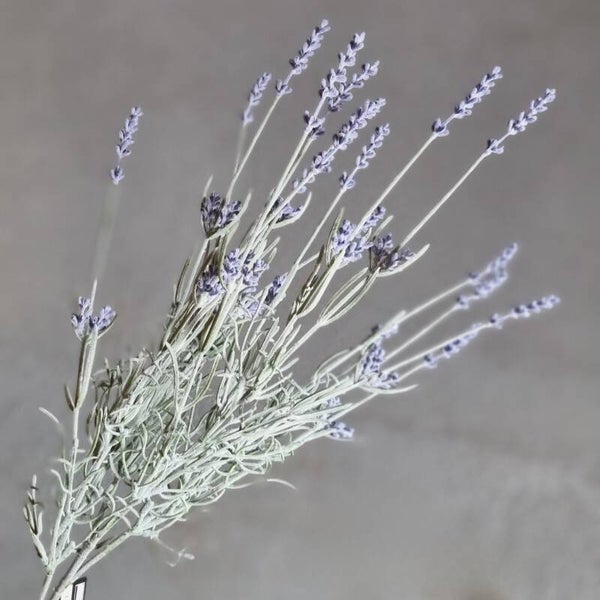 Countryfield Lavendel