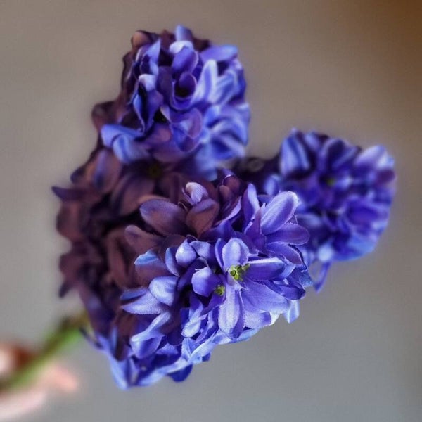 Countryfield Hyacinten blauw