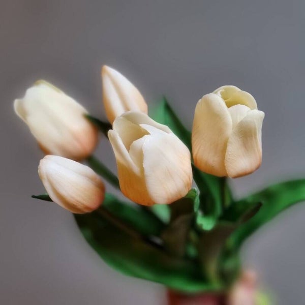 Countryfield Tulpen Crème