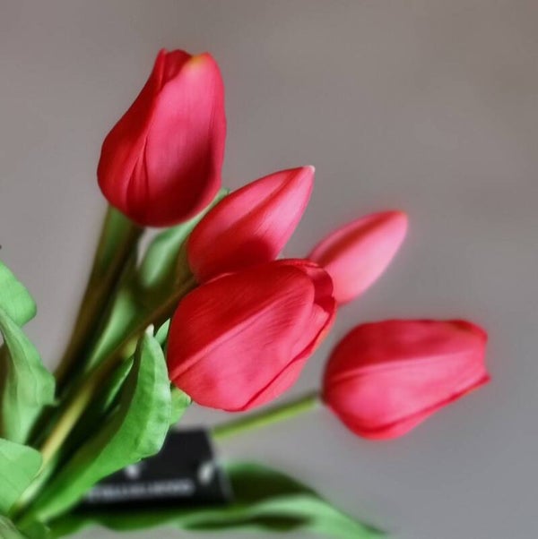 Countryfield Tulpen Fuchsia