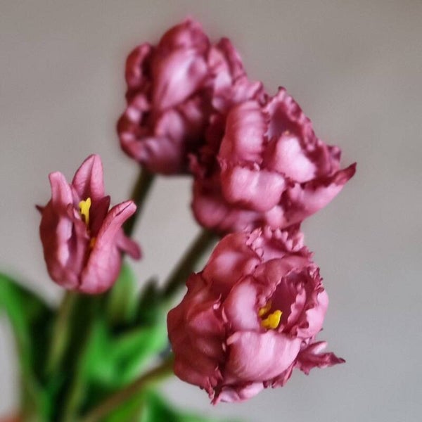 Countryfield Tulpen Paars