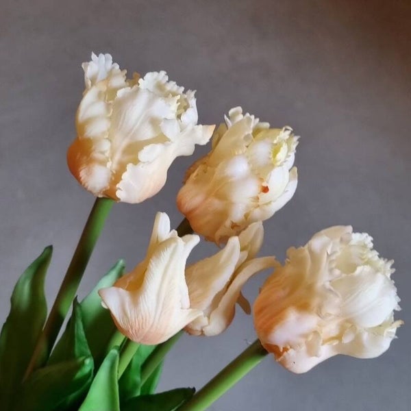 Countryfield Tulpen Crème
