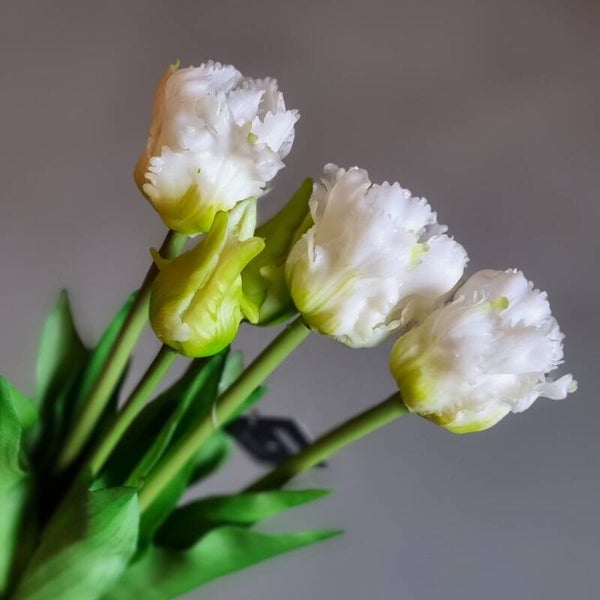 Countryfield Tulpen Wit